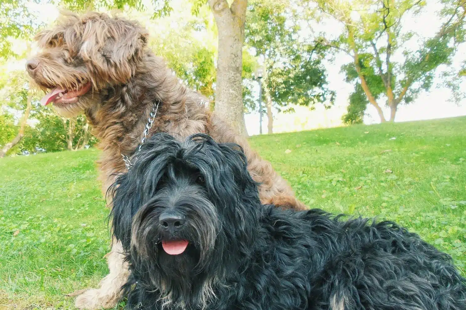 Cão da Serra de Aires kiskutyák és tenyésztők Találj egy Cão da Serra de Aires tenyésztőt a közeledben.