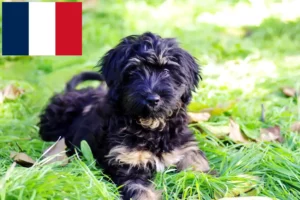Read more about the article Cão da Serra de Aires tenyésztők és kiskutyák Franciaországban