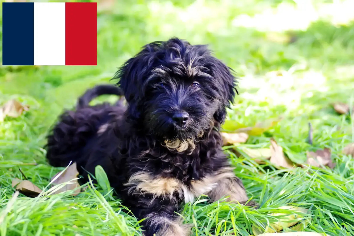 Cão da Serra de Aires kiskutyák és tenyésztők Franciaország Itt megtalálod a Cão da Serra de Aires tenyésztőket Franciaországban.