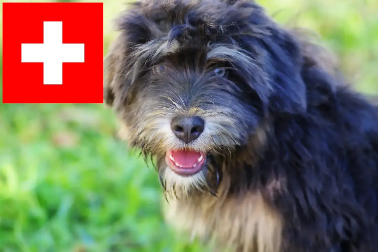 Cão da Serra de Aires kiskutyák és tenyésztők Svájcban Itt megtalálja a Cão da Serra de Aires tenyésztőit Svájcban.