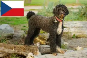 Read more about the article Cão de Agua português tenyésztők és kiskutyák Csehországban