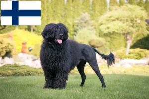 Read more about the article Cão de Agua português tenyésztők és kiskutyák Finnországban