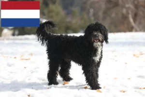 Read more about the article Cão de Agua português tenyésztők és kiskutyák Hollandiában