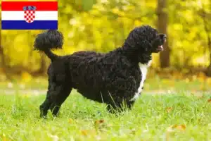 Read more about the article Cão de Agua português tenyésztők és kiskutyák Horvátországban