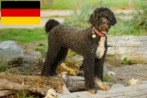 Read more about the article Cão de Agua português tenyésztők és kiskutyák Németországban