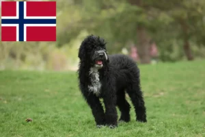 Read more about the article Cão de Agua português tenyésztők és kiskutyák Norvégiában