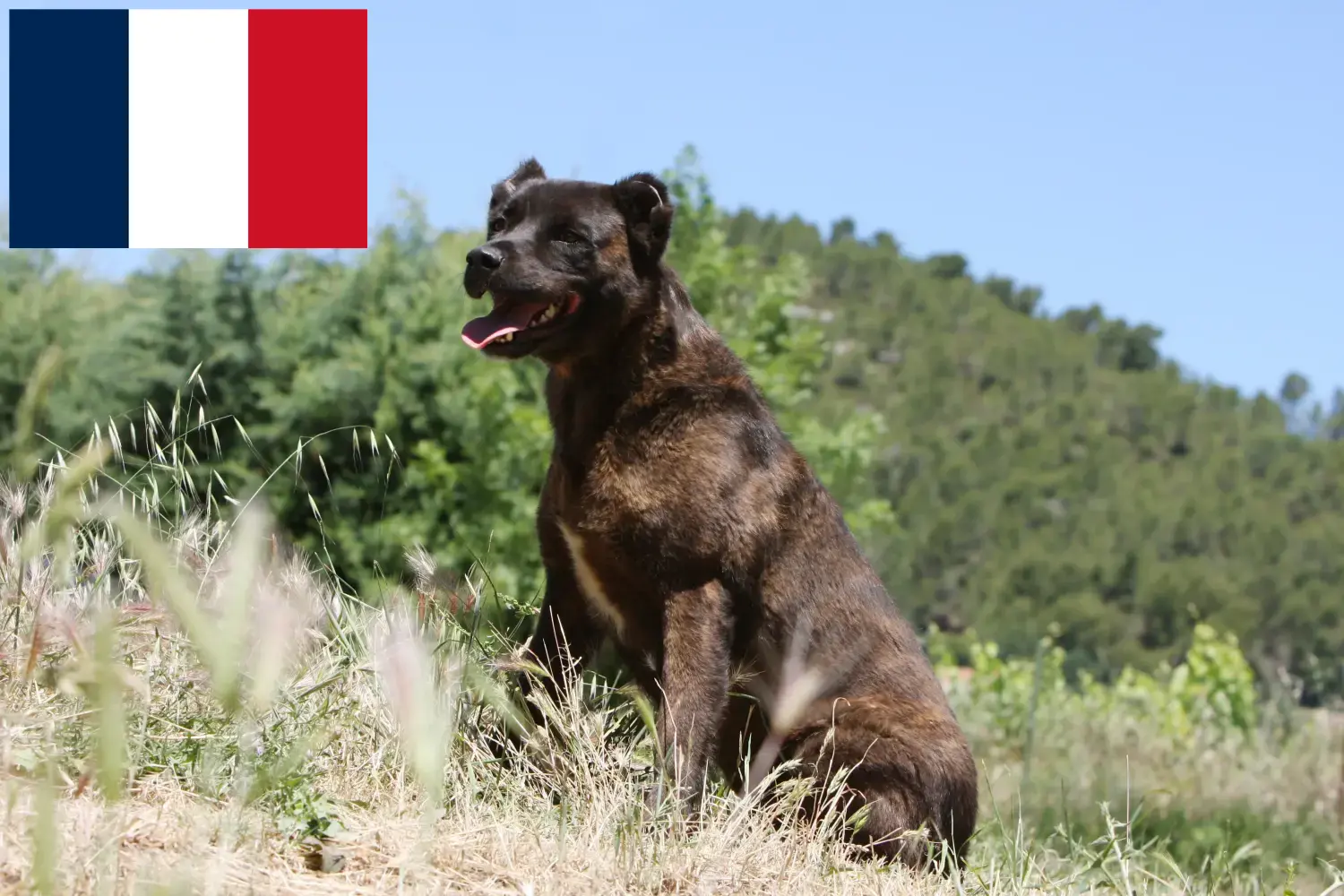 Cão Fila de São Miguel kiskutyák és tenyésztők Franciaország Itt megtalálod a Cão Fila de São Miguels tenyésztőket Franciaországban.