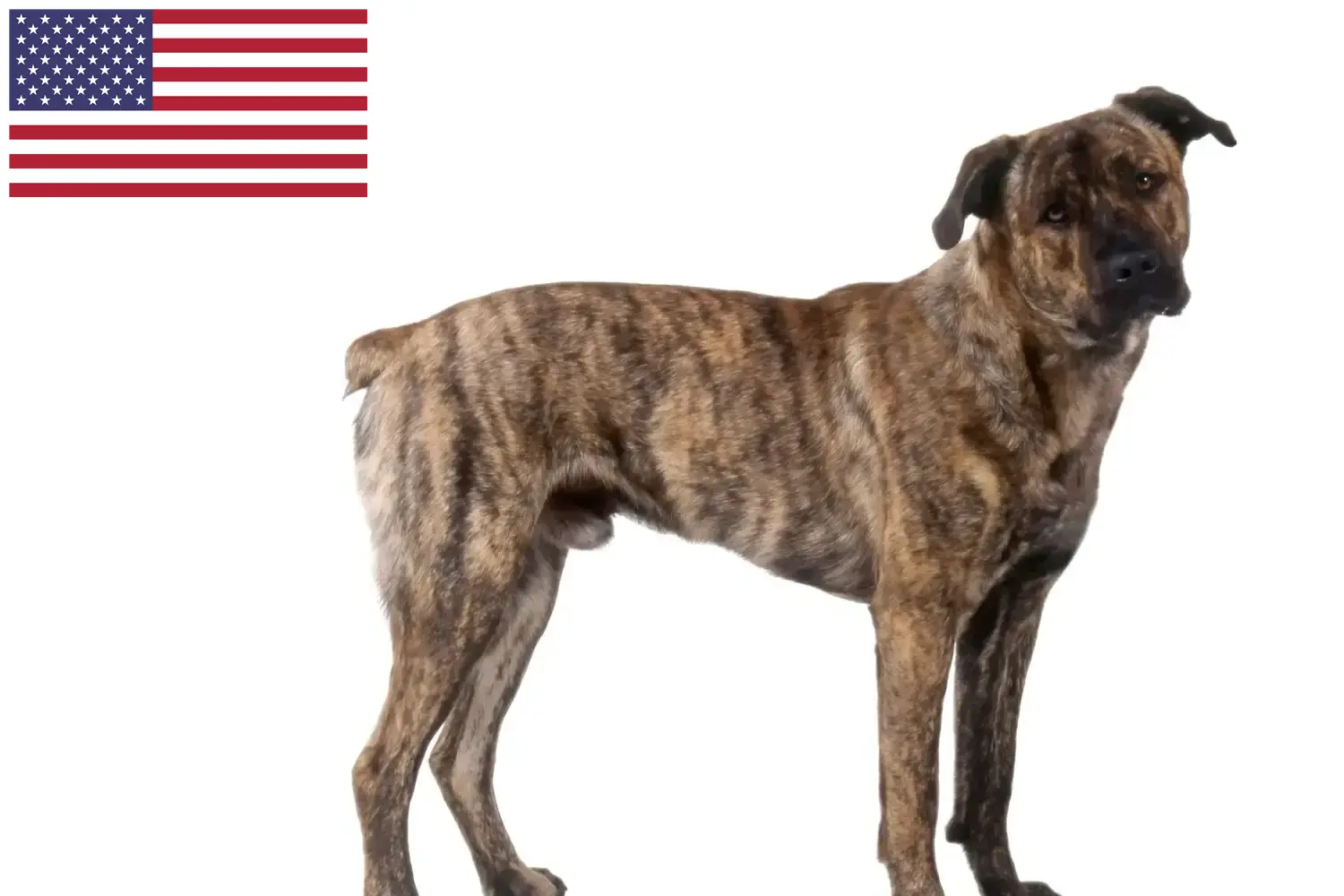 Cão Fila de São Miguel kiskutyák és tenyésztők USA Itt találhat Cão Fila de São Miguel tenyésztőket az USA-ban.