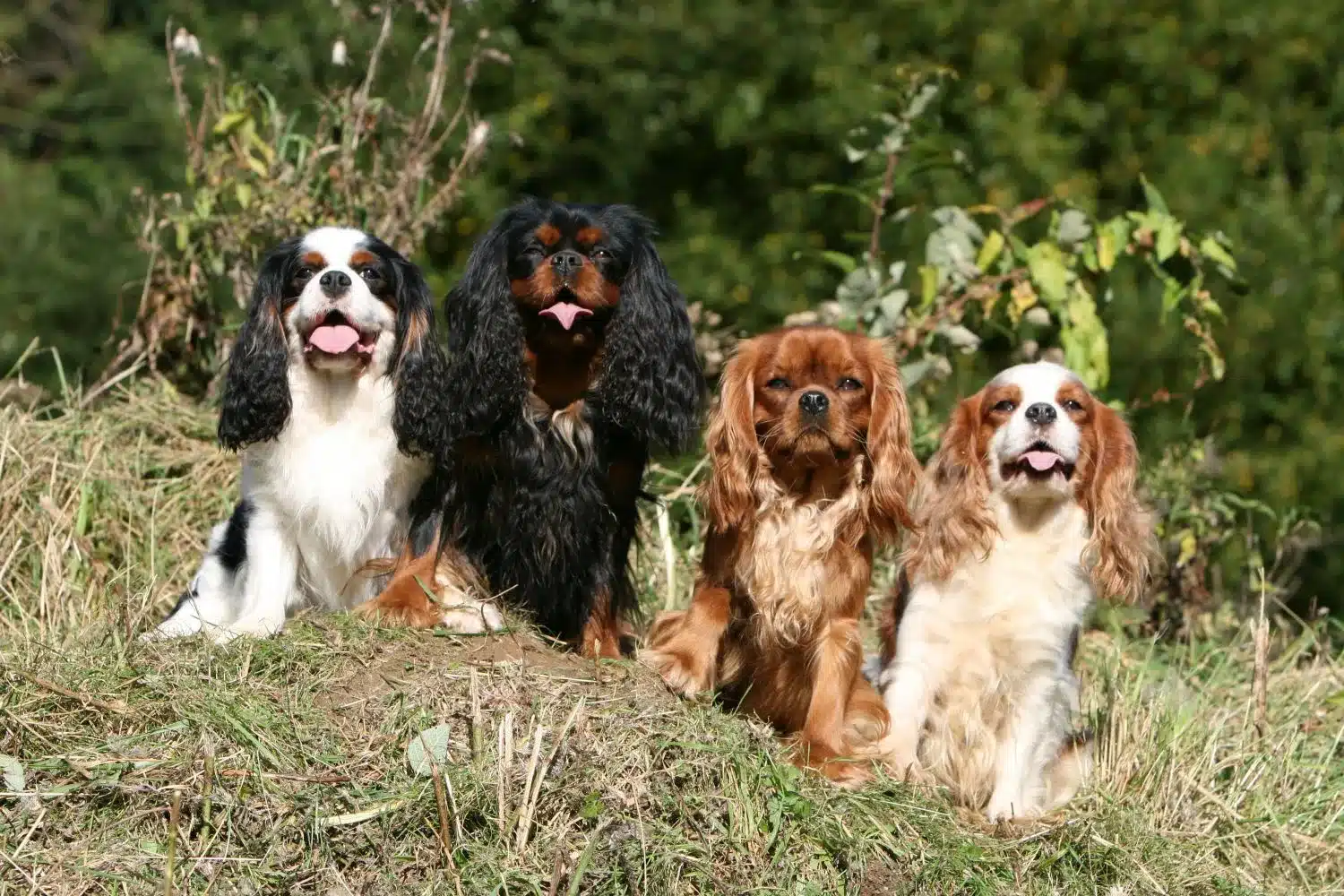 Cavalier King Charles Spaniel kölykök és tenyésztők Keresse meg az Ön közelében lévő Cavalier King Charles spániel tenyésztőket.
