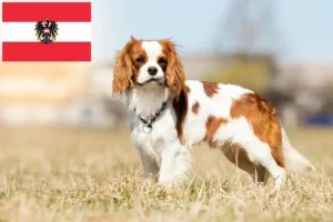 Read more about the article Cavalier King Charles Spaniel tenyésztők és kölykök Ausztriában