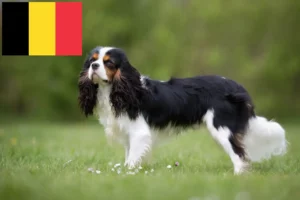 Read more about the article Cavalier King Charles Spaniel tenyésztők és kölykök Belgiumban