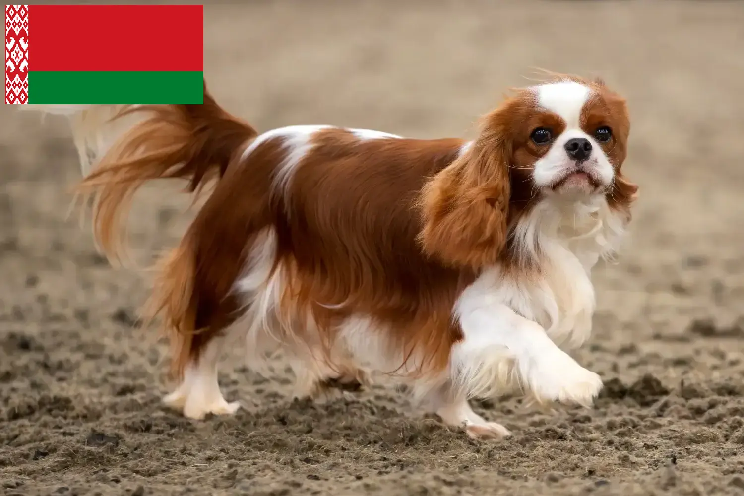 Cavalier King Charles Spaniel kölyökkutyák és tenyésztők Fehéroroszországban Keresse meg a Cavalier King Charles spániel tenyésztőket Fehéroroszországban.