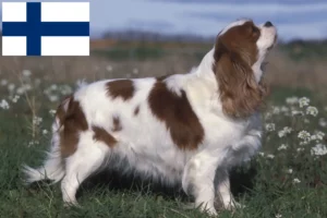 Read more about the article Cavalier King Charles Spaniel tenyésztők és kölykök Finnországban