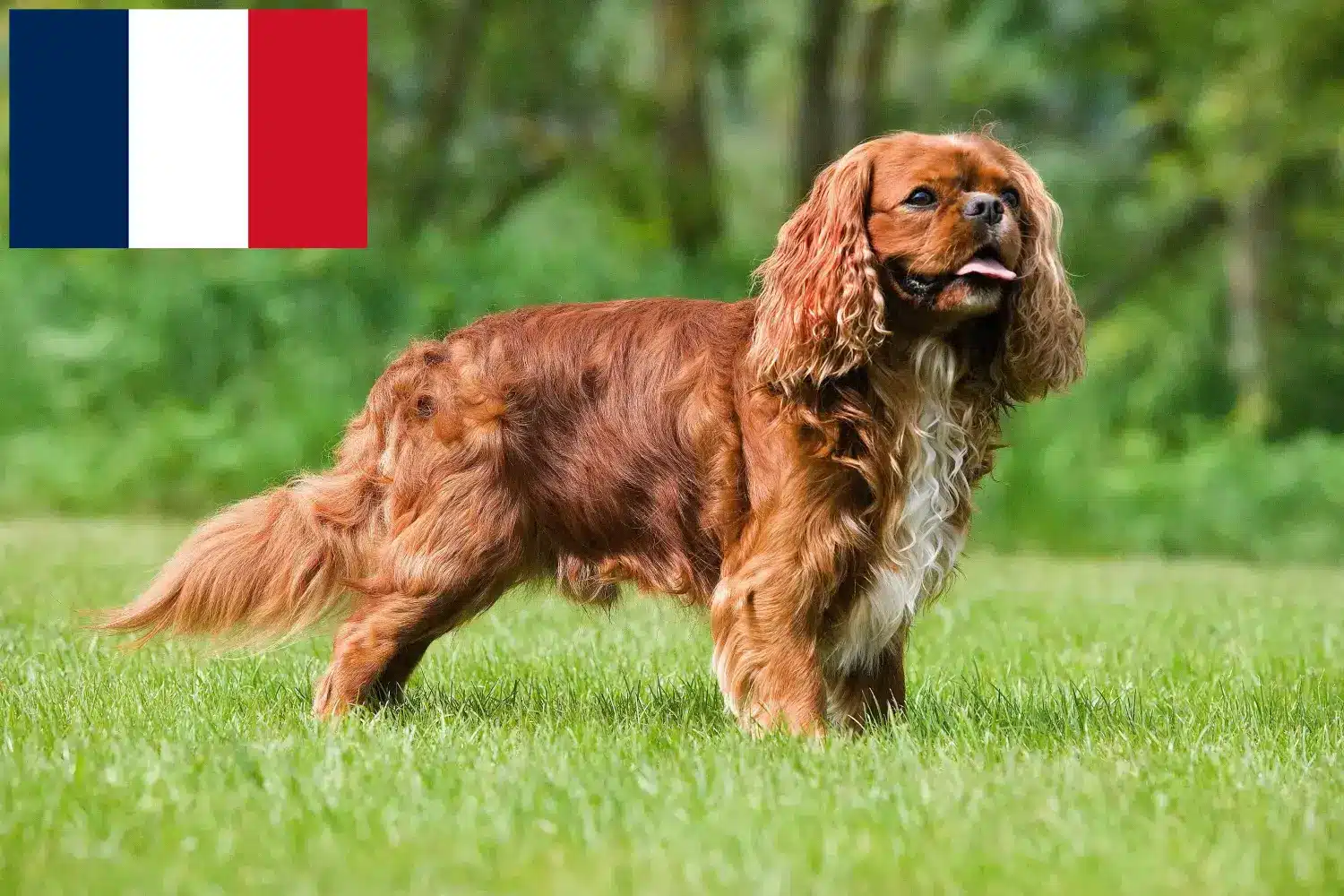 Cavalier King Charles Spaniel kiskutyák és tenyésztők Franciaország Cavalier King Charles spániel tenyésztőket Franciaországban itt talál.