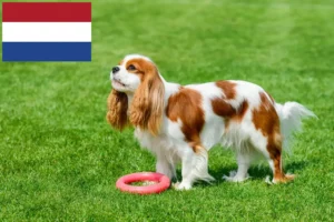 Read more about the article Cavalier King Charles spániel tenyésztők és kölykök Hollandiában