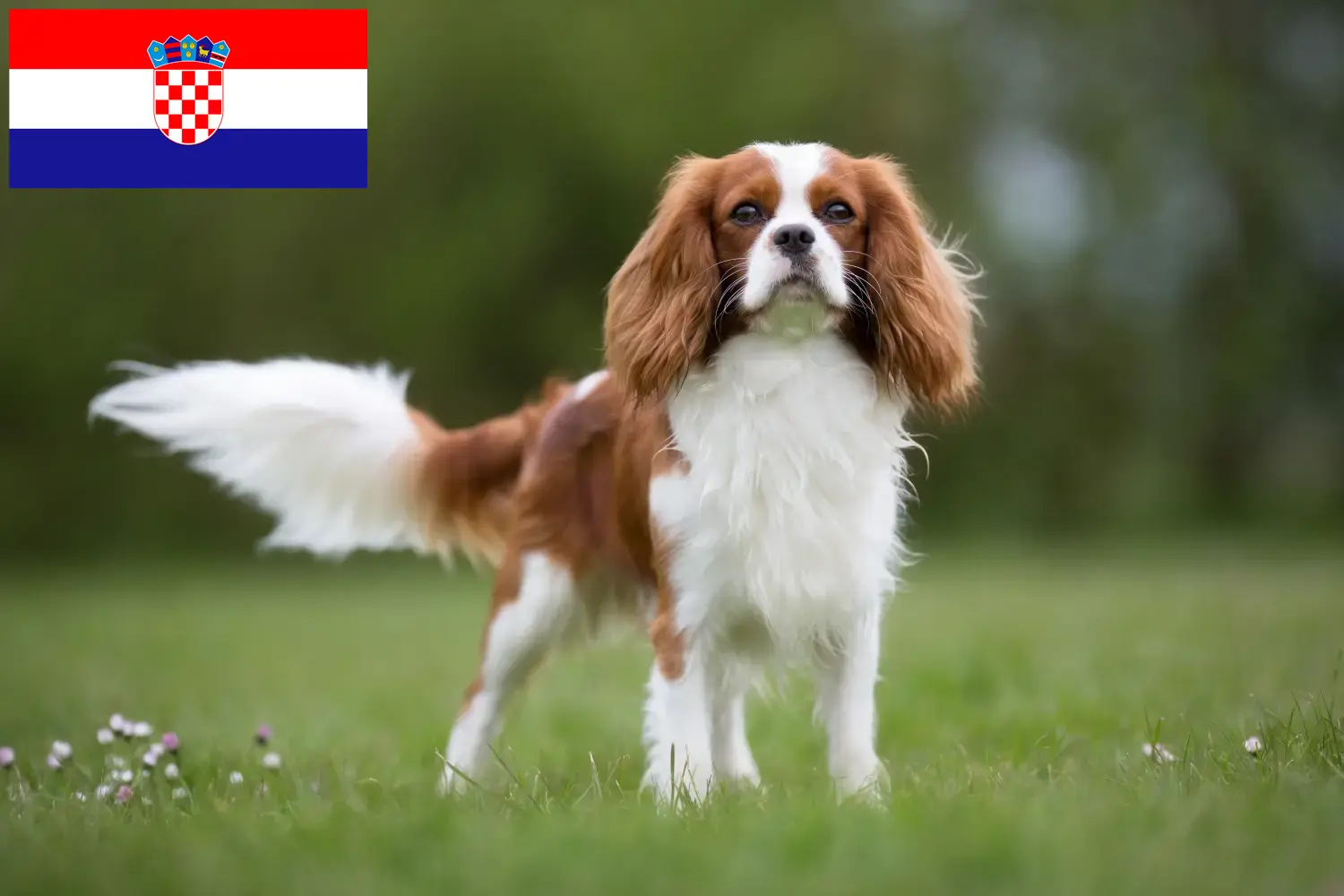Cavalier King Charles Spaniel kölyökkutyák és tenyésztők Horvátország Cavalier King Charles spániel tenyésztőket Horvátországban itt találsz.