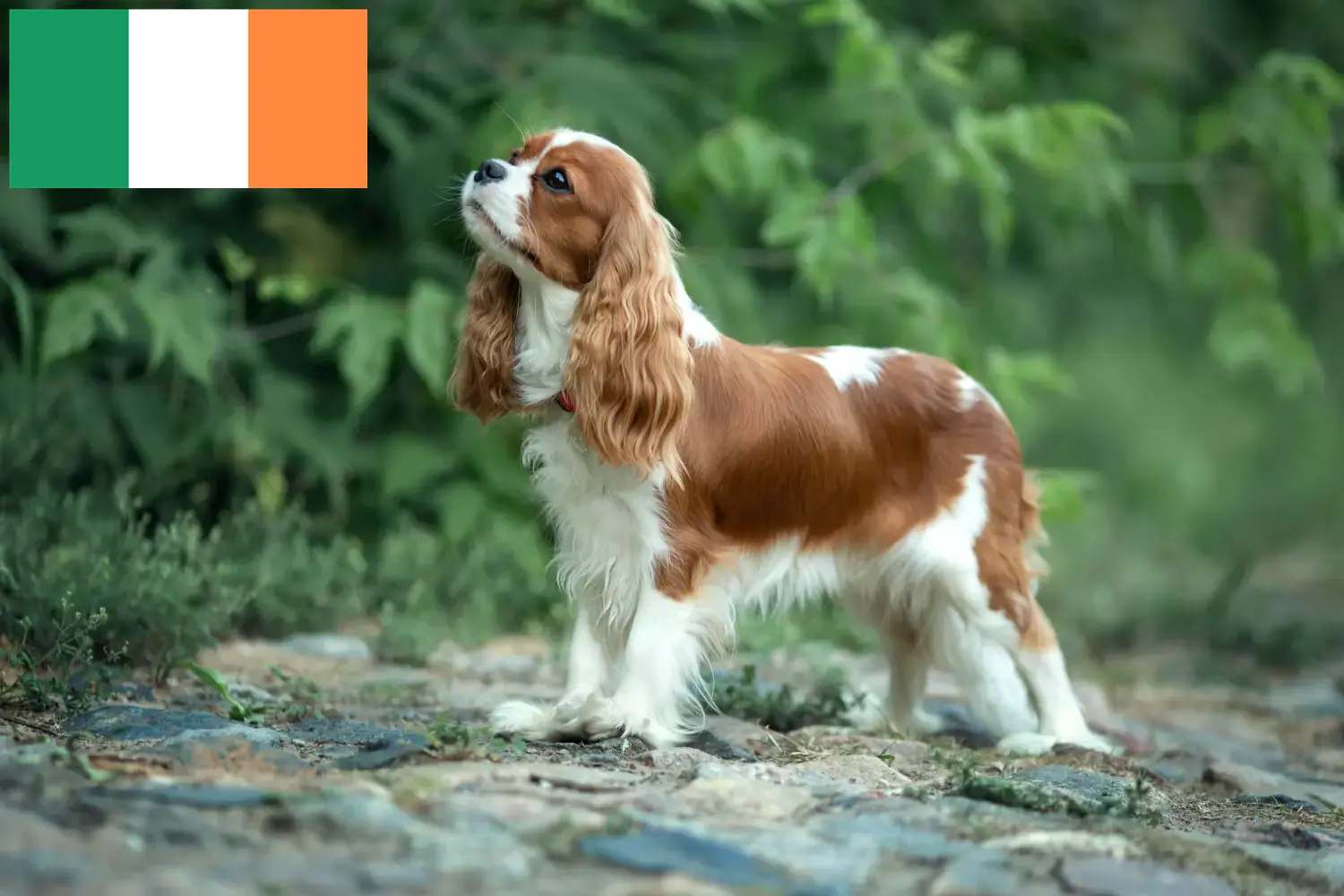 Cavalier King Charles Spaniel kiskutyák és tenyésztők Írország Cavalier King Charles spániel tenyésztők keresése Írországban.