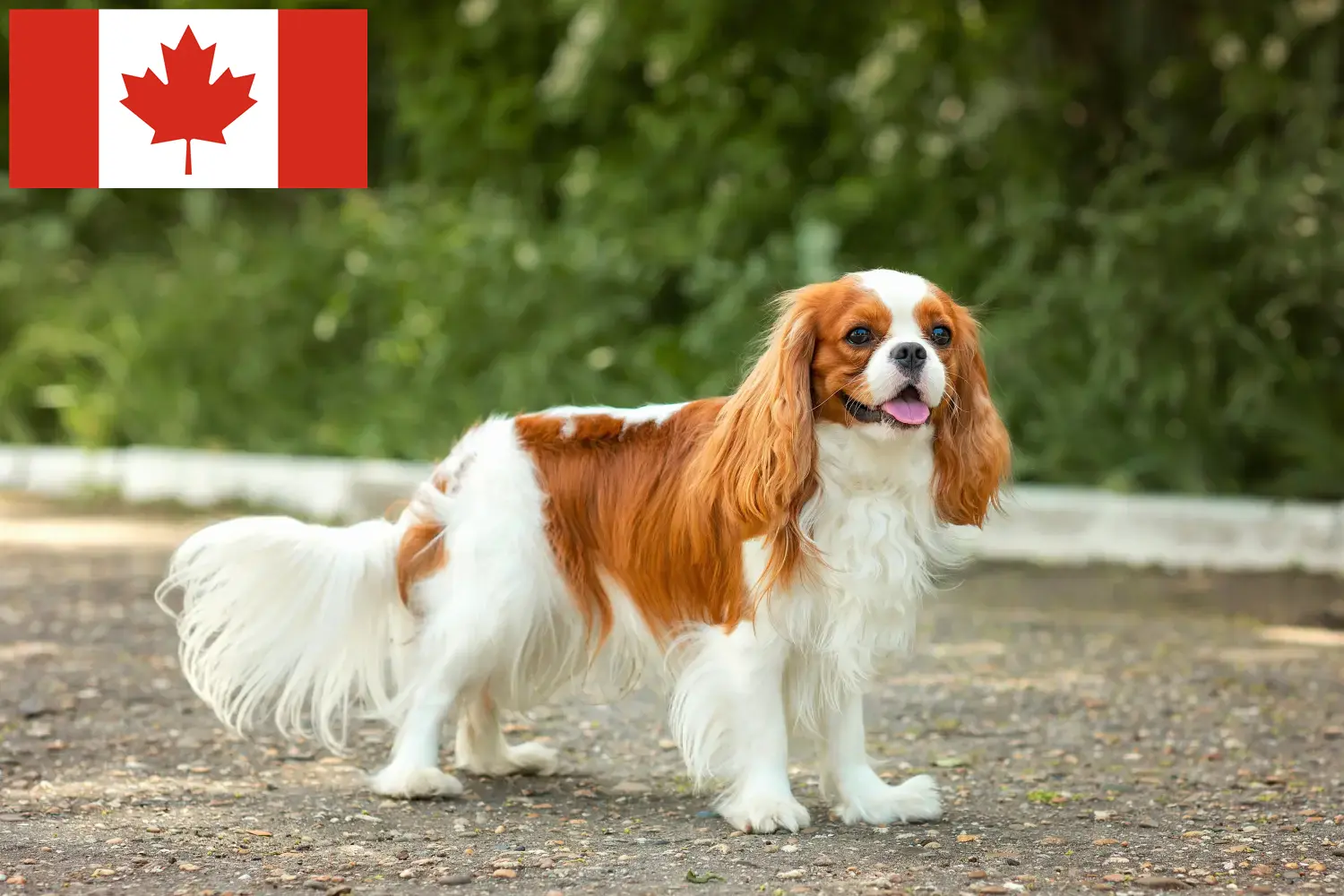 Cavalier King Charles Spaniel kiskutyák és tenyésztők Kanada Cavalier King Charles spániel tenyésztők keresése Kanadában.