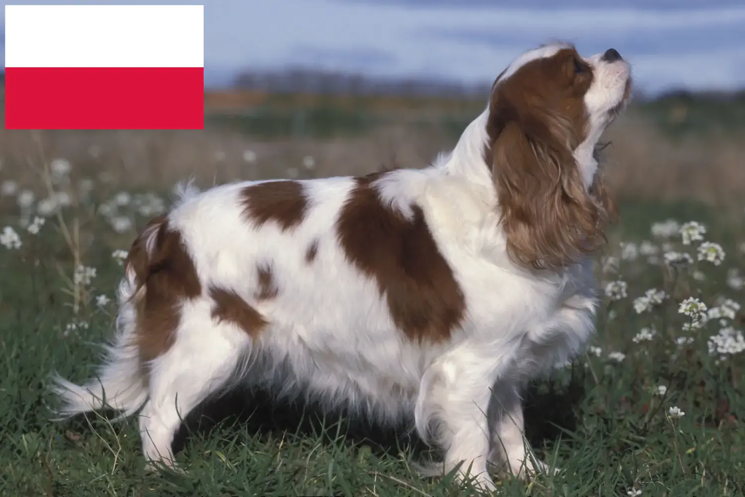Cavalier King Charles Spaniel kiskutyák és tenyésztők Lengyelország Keress Cavalier King Charles spániel tenyésztőket Lengyelországban.