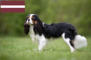 Read more about the article Cavalier King Charles Spaniel tenyésztők és kölykök Lettországban