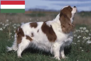 Read more about the article Cavalier King Charles Spaniel tenyésztők és kölyökkutyák Magyarországon