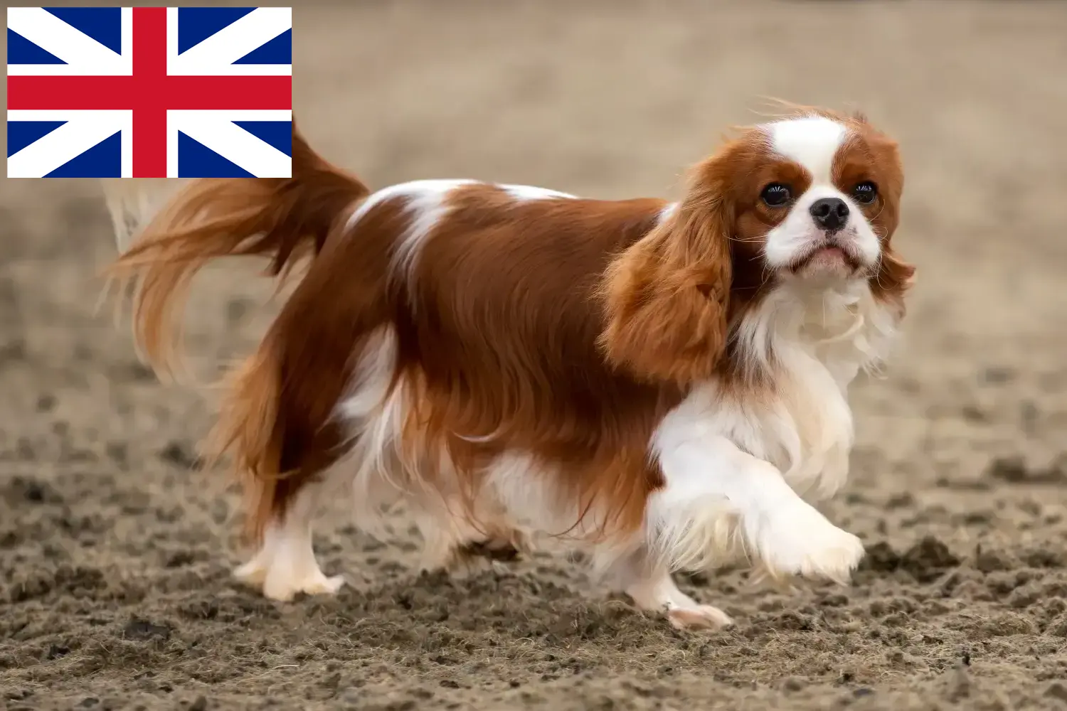 Cavalier King Charles Spaniel kiskutyák és tenyésztők Nagy-Britannia Cavalier King Charles spániel tenyésztőket az Egyesült Királyságban itt talál.