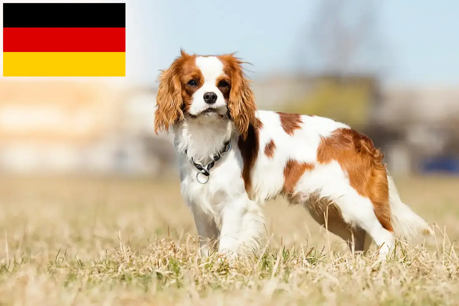 Cavalier King Charles Spaniel kiskutyák és tenyésztők Németország Itt találhat Cavalier King Charles Spaniel tenyésztőket Németországban.