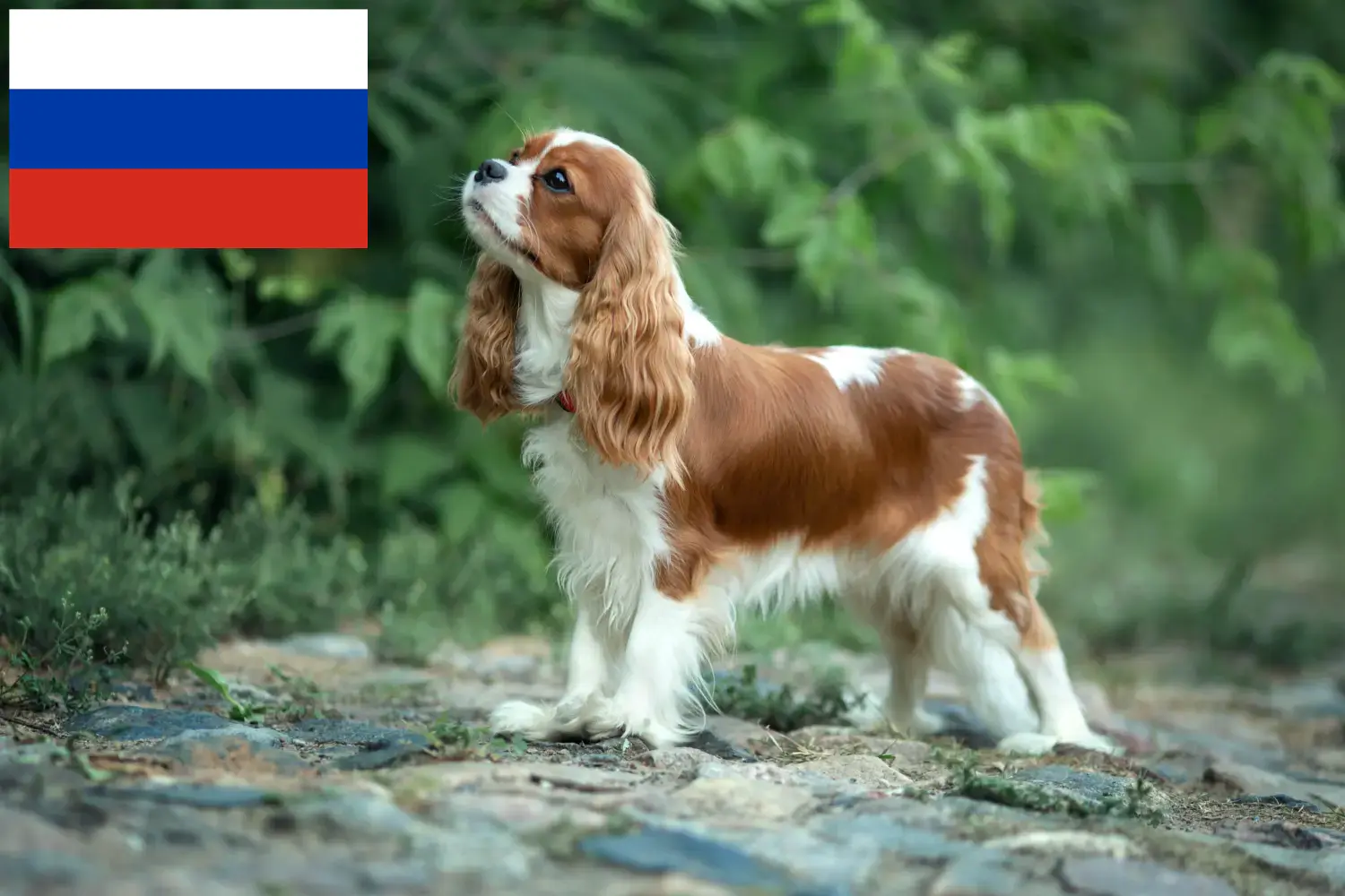Cavalier King Charles Spaniel kiskutyák és tenyésztők Oroszország Cavalier King Charles spániel tenyésztőket Oroszországban itt találsz.