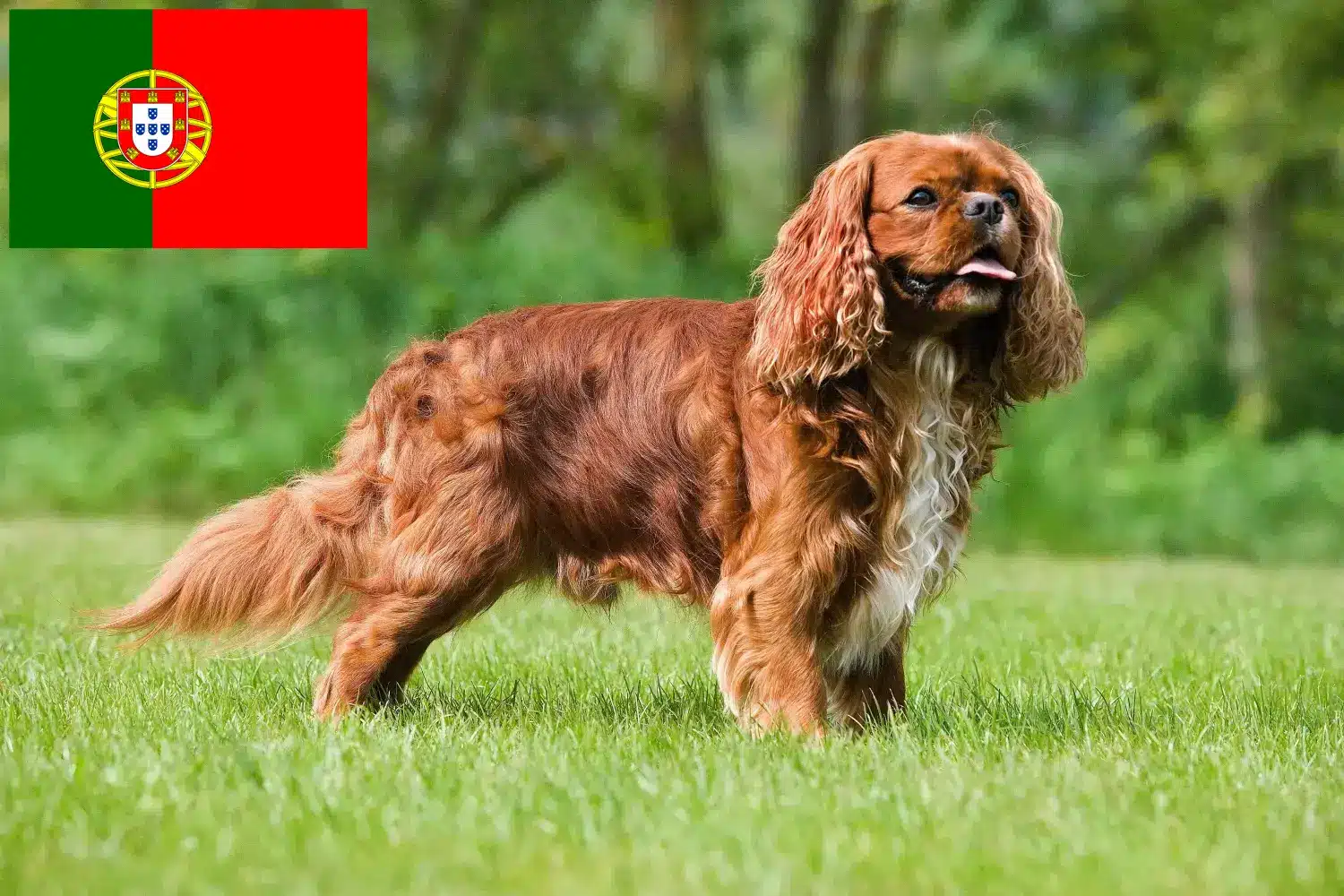 Cavalier King Charles Spaniel kölyökkutyák és tenyésztők Portugália Cavalier King Charles spániel tenyésztőket Portugália területén itt találsz.