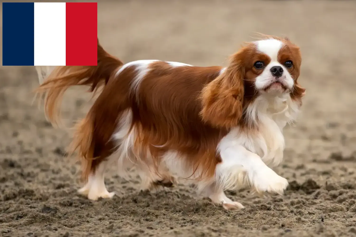 Cavalier King Charles Spaniel kölyökkutyák és tenyésztők Réunion Keress Cavalier King Charles Spaniel tenyésztőket Réunion területén.