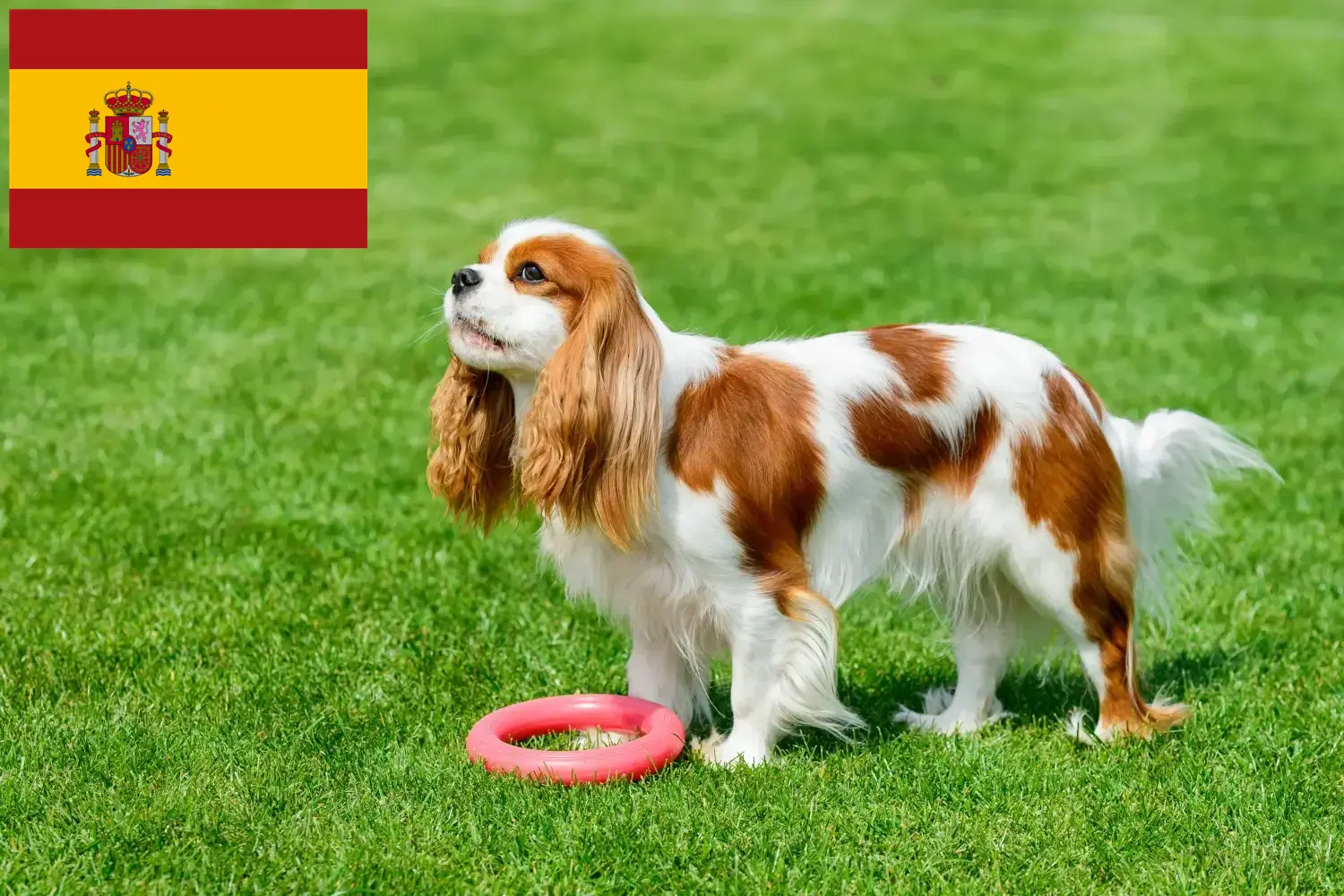 Cavalier King Charles Spaniel kölyökkutyák és tenyésztők Spanyolországban Cavalier King Charles spániel tenyésztőket Spanyolországban itt találsz.