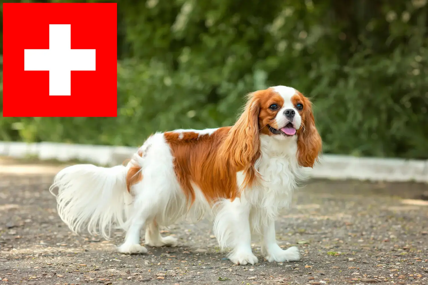 Cavalier King Charles Spaniel kölyökkutyák és tenyésztők Svájcban Itt megtalálja a Svájcban található Cavalier King Charles Spaniel tenyésztőket.