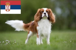Read more about the article Cavalier King Charles spániel tenyésztők és kölykök Szerbiában