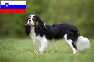 Read more about the article Cavalier King Charles spániel tenyésztők és kölykök Szlovéniában