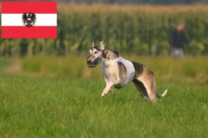 Read more about the article Chart Polski tenyésztők és kölykök Ausztriában