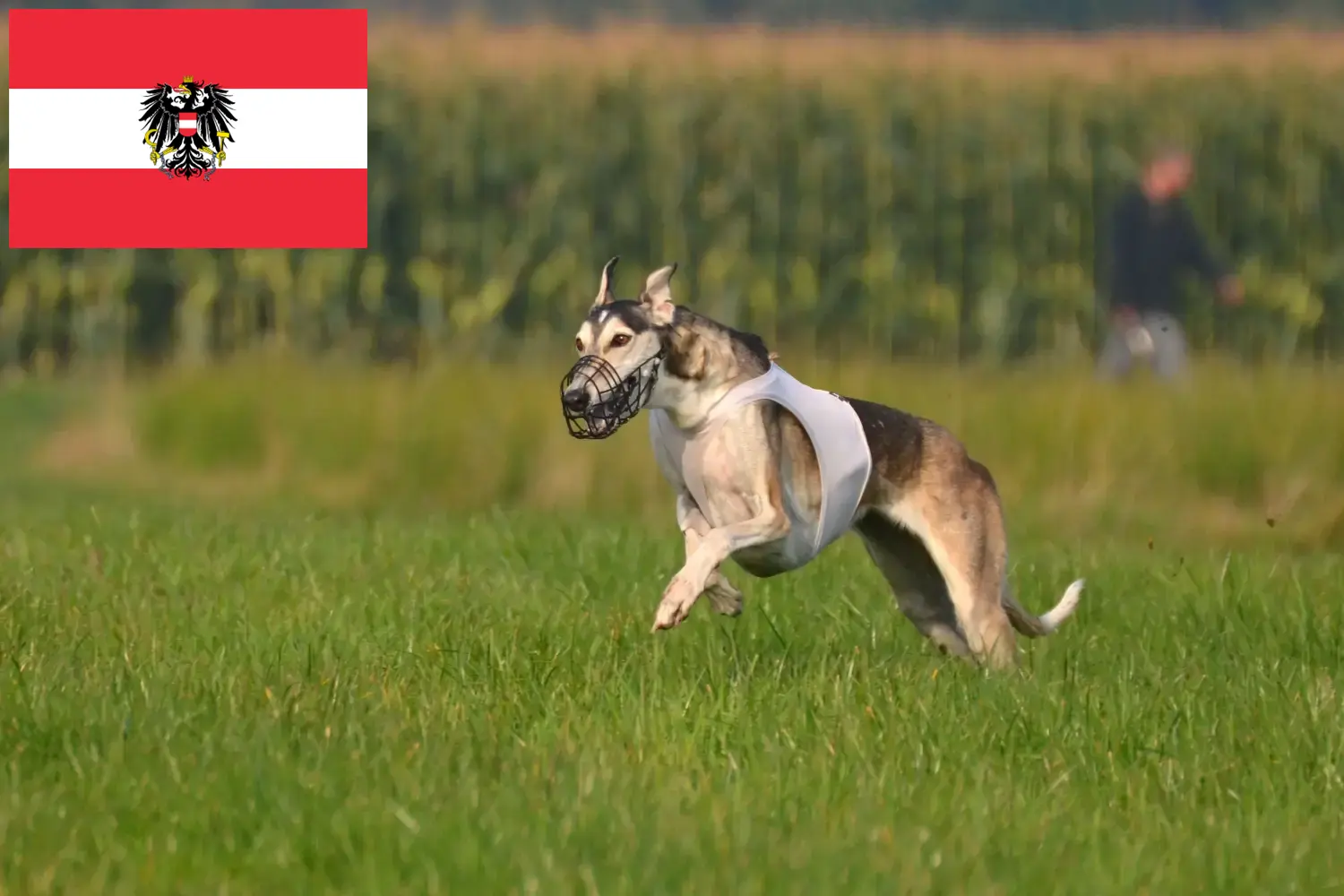 Chart Polski kiskutyák és tenyésztők Ausztria Itt talál Chart Polskis tenyésztőket Ausztriában.