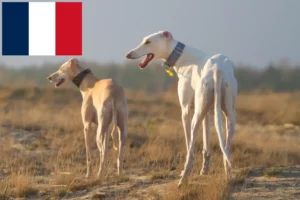 Read more about the article Chart Polski tenyésztők és kiskutyák Franciaországban