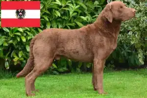 Read more about the article Chesapeake Bay Retriever tenyésztők és kölykök Ausztriában