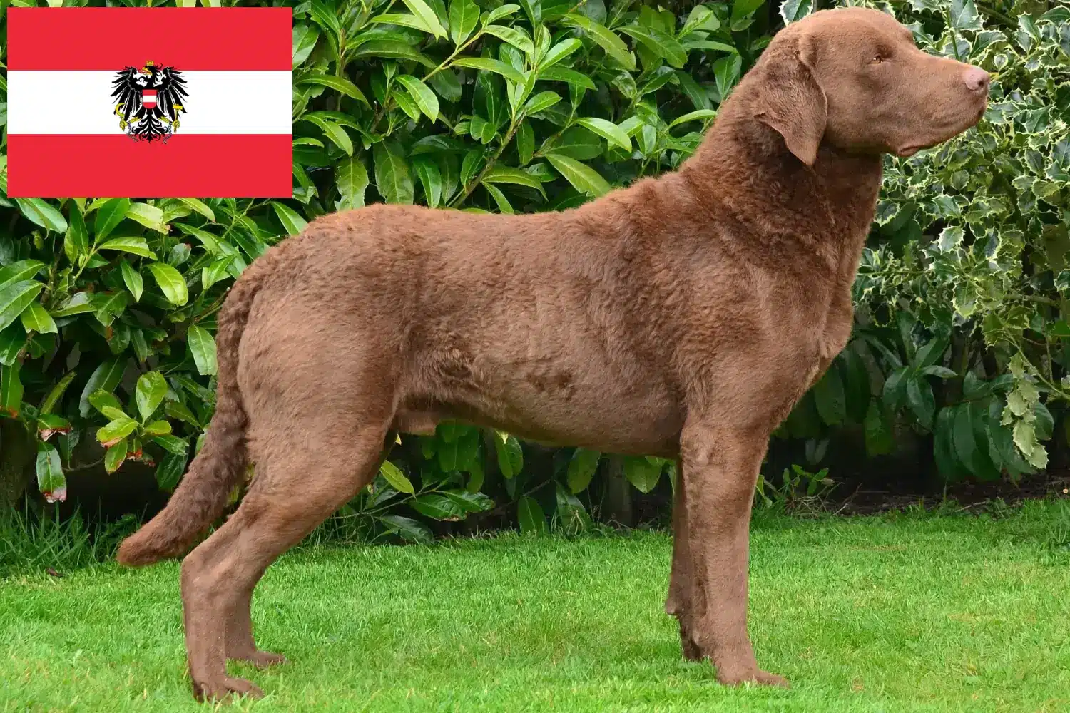 Chesapeake Bay Retriever kiskutyák és tenyésztők Ausztria Itt megtalálja a Chesapeake Bay Retriever tenyésztőket Ausztriában.