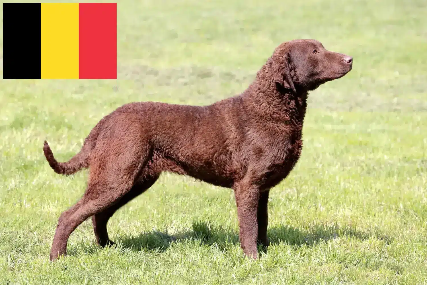 Chesapeake Bay Retriever kiskutyák és tenyésztők Belgium Keresse meg a Chesapeake Bay Retriever tenyésztőket Belgium területén.
