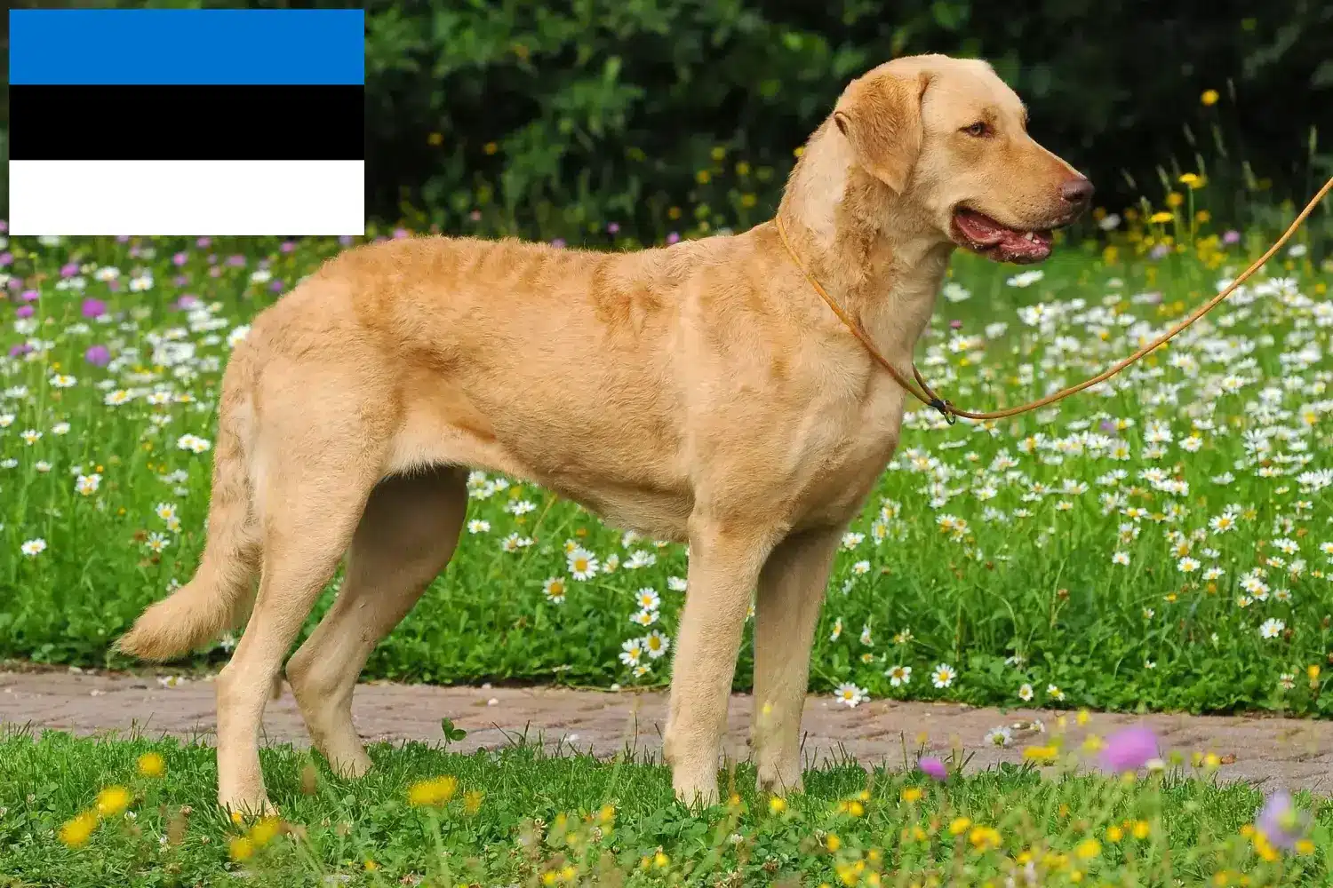 Chesapeake Bay Retriever kiskutyák és tenyésztők Észtországban Keresse meg a Chesapeake Bay Retriever tenyésztőket Észtországban.