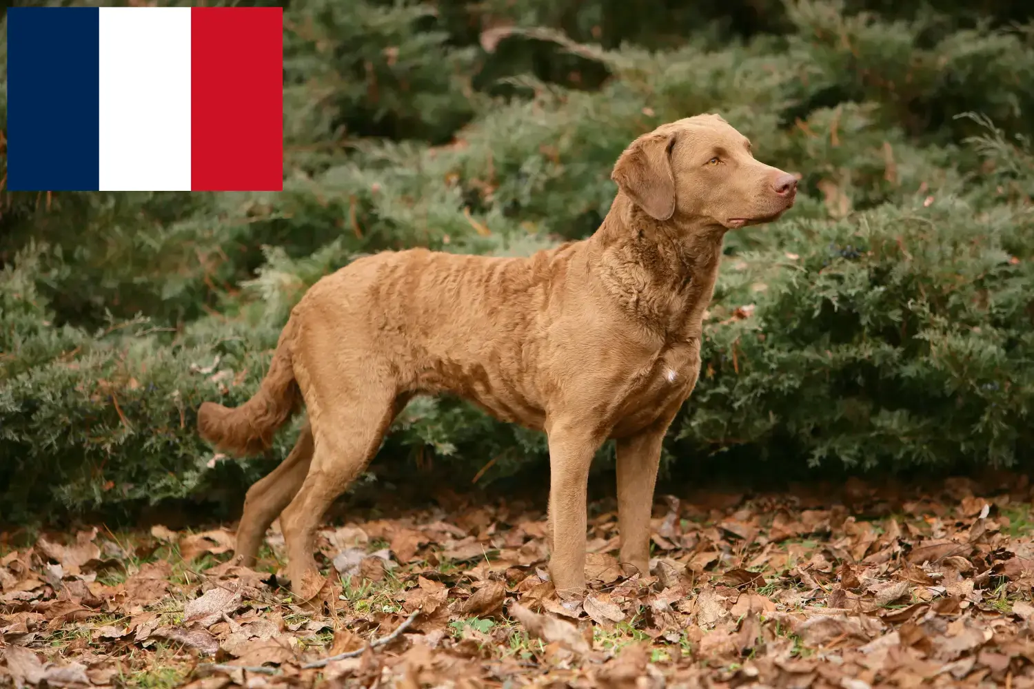 Chesapeake Bay Retriever kiskutyák és tenyésztők Franciaország Chesapeake Bay Retriever tenyésztők keresése Franciaországban.