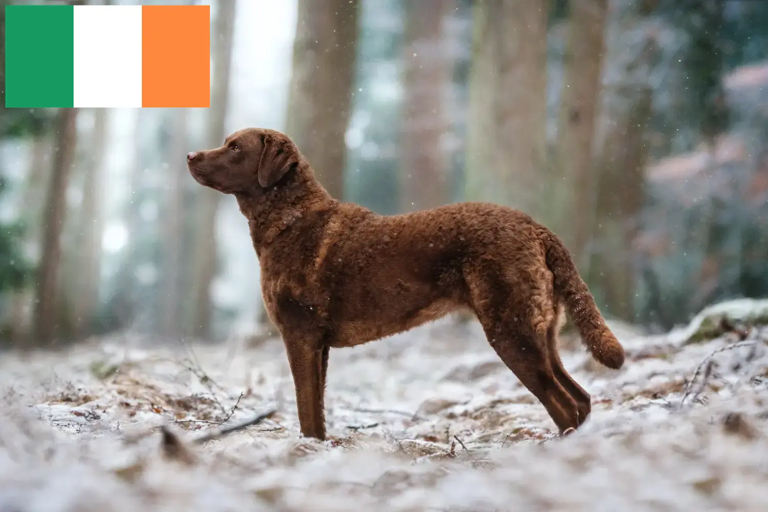 Chesapeake Bay Retriever kiskutyák és tenyésztők Írország Keress Chesapeake Bay Retriever tenyésztőket Írországban.