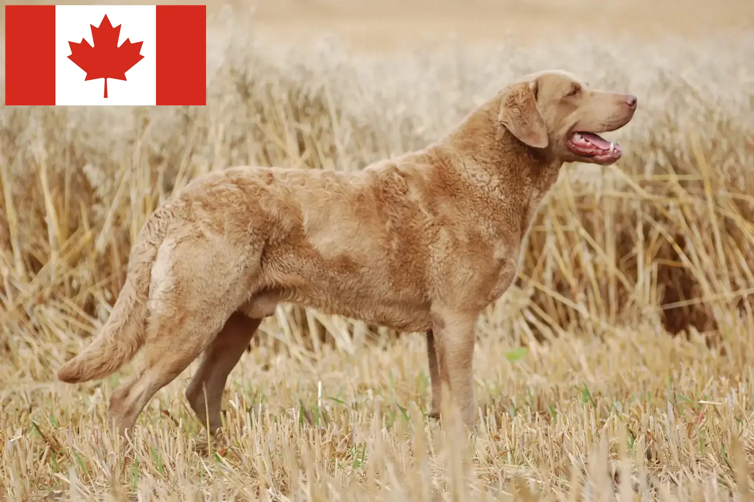 Chesapeake Bay Retriever kiskutyák és tenyésztők Kanada Találd meg a Chesapeake Bay Retriever tenyésztőket Kanadában.