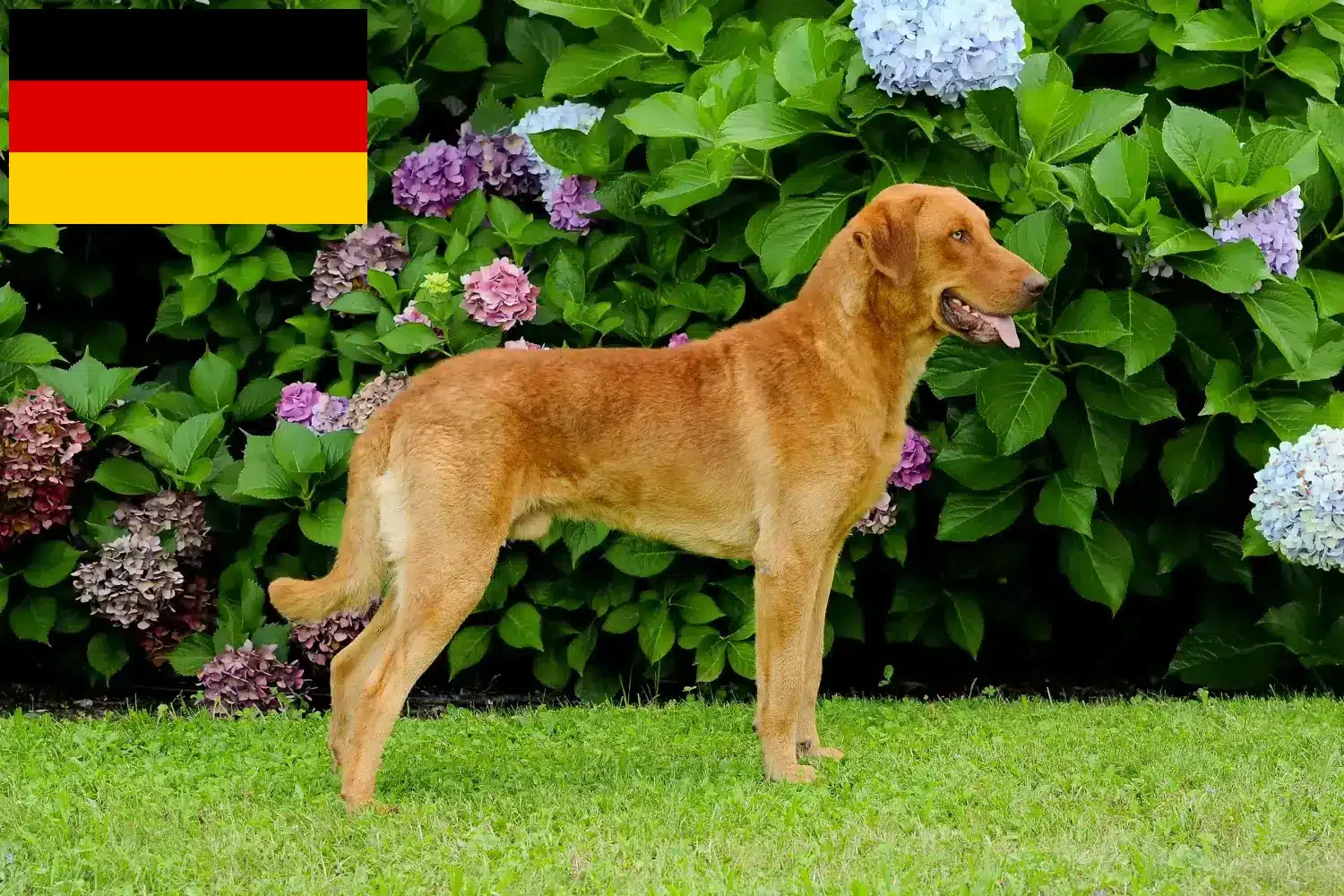 Chesapeake Bay Retriever kiskutyák és tenyésztők Németország Itt találhat Chesapeake Bay Retriever tenyésztőket Németországban.
