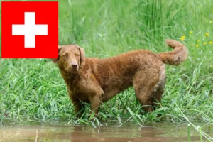 Read more about the article Chesapeake Bay Retriever tenyésztők és kölykök Svájcban