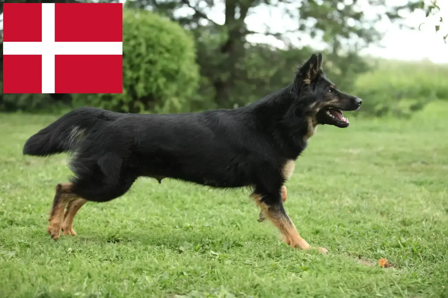 Chodský pes kiskutyák és tenyésztők Dánia Itt megtalálja a dániai Chodský pes tenyésztőket.