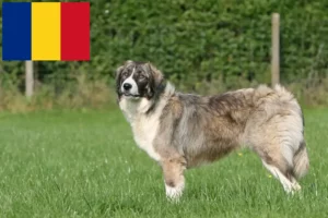 Read more about the article Ciobănesc Românesc Carpatin tenyésztők és kiskutyák Romániában