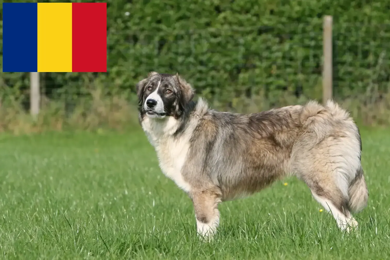 Read more about the article Ciobănesc Românesc Carpatin tenyésztők és kiskutyák Romániában