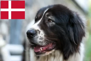 Read more about the article Ciobănesc Românesc de Bucovina Tenyésztő és kiskutyák Dániában